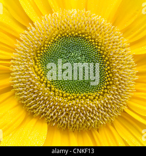 Sunflower Closeup Stock Photo