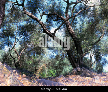 Natur, Pflanzen, Pflanzenwelt, Olivenbaeume in einem Olivenhain, Olea europaea, Griechenland, Ionische Inseln, Korfu Stock Photo