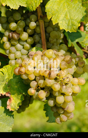 White grapes are ready for harvesting in the wine-growing region, Wachau in Lower Austria, Austria Stock Photo