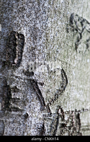 Love heart carved into tree trunk Stock Photo