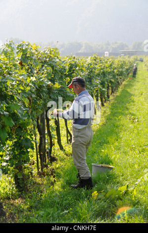 A grape picker collecting ripe white grapes in the wine-growing region of Wachau in Lower Austria, Austria Stock Photo