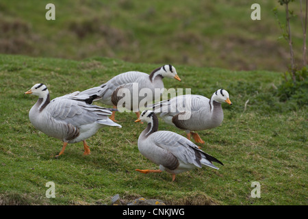 Bar-headed Geese (Anser indicus). Walking. Stock Photo