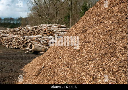 forestry management, marsham woods, norfolk, england Stock Photo