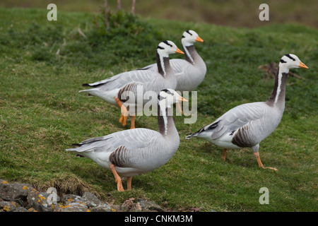 Bar-headed Geese (Anser indicus).  Section of a flock. Note different depths, or intensity, of colour in the birds feet. Stock Photo