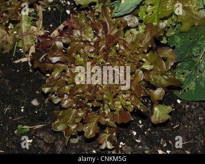 Lollo Rosso Lettuce Stock Photo