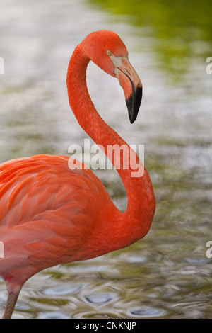 American, or Caribbean or Cuban or Rosy or Greater Flamingo (Phoenicopterus ruber ruber). Portrait.
