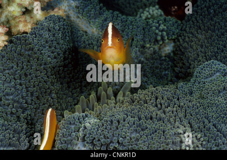 Orange Anemonefish (Amphiprion sandaracinos, Allen 1972) in Merten's carpet sea anemone (Stichodactyla mertensii) Stock Photo