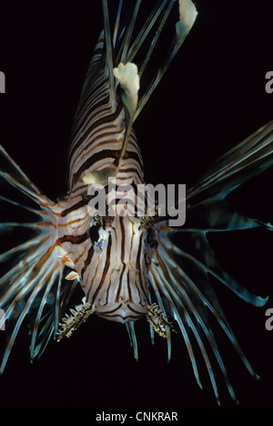 Common Lionfish, Pterois volitans, in the blue. Close-up shot free-swimming. Stock Photo