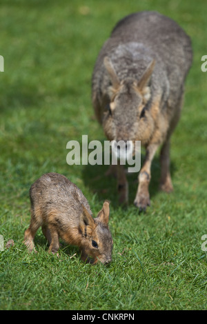 Maras or Patagonian Hares (Dolichotis patagonum). Female and young. Stock Photo