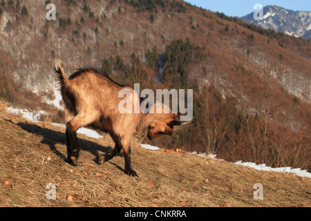 The French Alpine goat (Capra aegagrus hircus), Velka Fatra National Park, Slovakia. Stock Photo