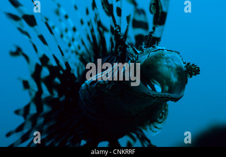 Common Lionfish, Pterois volitans, in the blue. Close-up shot free-swimming with mouth wide open. Stock Photo
