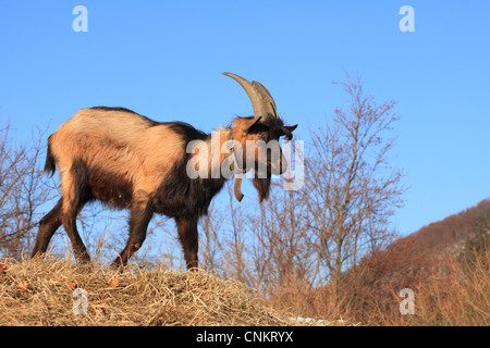The French Alpine goat (Capra aegagrus hircus), Velka Fatra National Park, Slovakia. Stock Photo
