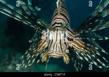 Common Lionfish, Pterois volitans, in the blue. Close-up shot free-swimming. Stock Photo