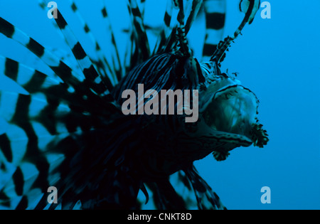 Common Lionfish, Pterois volitans, in the blue. Close-up shot free-swimming with mouth wide open. Stock Photo