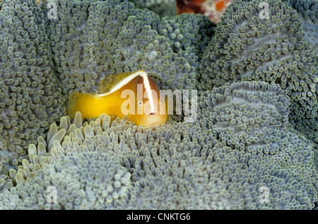 Orange Anemonefish (Amphiprion sandaracinos, Allen 1972) hiding in Merten's carpet sea anemone (Stichodactyla mertensii). Stock Photo