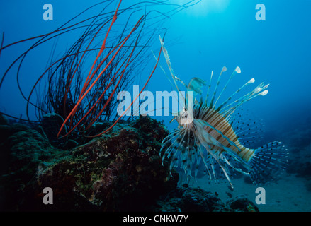 Common Lionfish, Pterois volitans, in clear blue water looking at Red Sea Whips gorgonian, genus Ellisella. Stock Photo