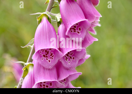 Foxgloves (Digitalis purpurea) on the edge of a field of wheat in Mayenne (Loire country, France). Stock Photo