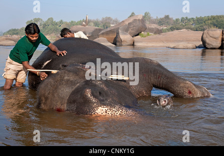 Elephant keeper (mahout) washing an elephant in the river. Hampi. India Stock Photo
