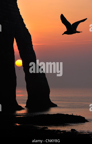 Silhouette of seagull and Porte D'Aval, natural arch in chalk cliffs at sunset, Etretat, Côte d'Albâtre, Upper Normandy, France Stock Photo