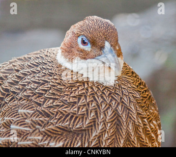 Himalayan Monal female ( lophophorus impejanus) Stock Photo