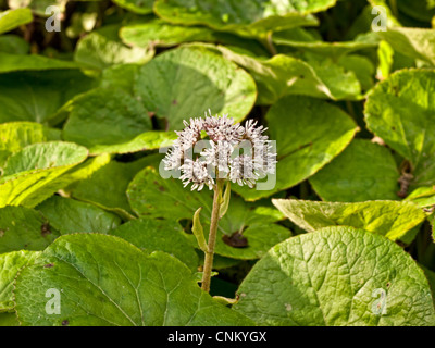 Winter Heliotrope, Petasites fragrans an introduced species in Yorkshire UK Stock Photo