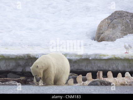 Female polar bear eating from whale carcass in summer, northern Spitzbergen, Svalbard, Arctic Norway, Europe Stock Photo