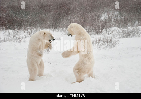 Polar Bears, Ursus maritimus, play fighting, Wapusk National Park, near Hudson Bay, Cape Churchill, Manitoba, Canada Stock Photo