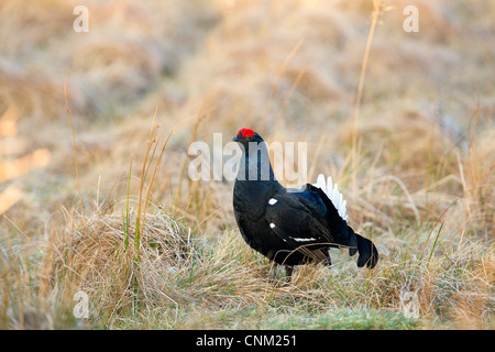 Black Grouse; Tetrao tetrix; male; lekking; Scotland; UK Stock Photo
