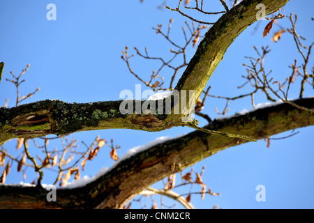 Large tree branch's with snow against blue sky Stock Photo