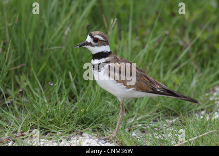 Killdeer bird, Florida wetland in the Space Coast wildlife area Stock Photo