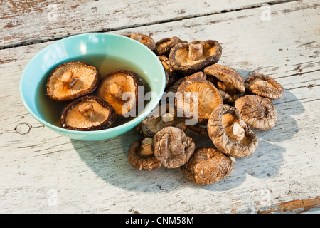 Dried Shiitake  Mushrooms, medicinal  and Culinary Stock Photo