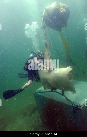 US Navy Divers assigned to the Mobile Diving and Salvage Unit hooks a lift bag to an object April 3, 2012, in the Caribbean Sea. Stock Photo