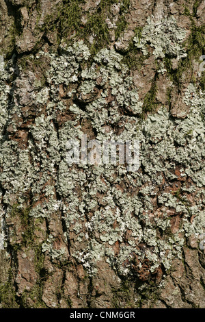 Bark and moss abstract background texture Stock Photo