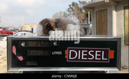 A cat sleeps on top of a diesel fuel pump, Rabat, Malta, Europe Stock Photo