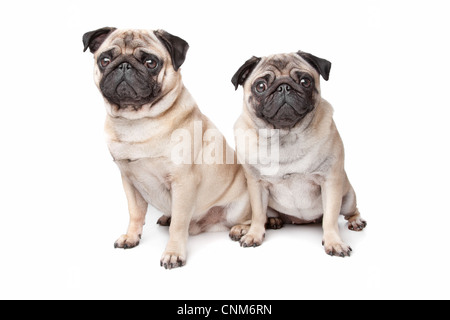 two pug dogs in front of a white background Stock Photo