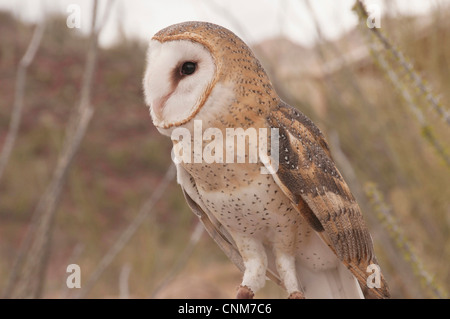 Common Barn Owl (Tyto alba) the Sonoran Desert of Arizona.
