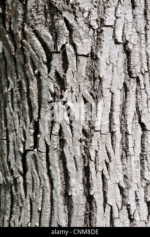 Olive tree trunk texture Stock Photo