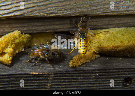 Wasp attacking the bee hive in flight Stock Photo
