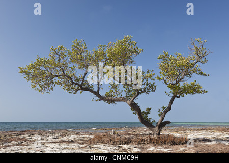 Red Mangrove (Rhizophora mangle) habit, growing on beach, Key Largo, Florida, U.S.A. Stock Photo