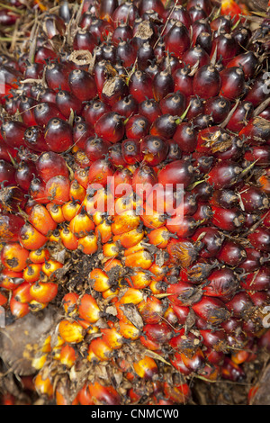 African Oil Palm (Elaeis guineensis) crop, freshly harvested nuts, Sabah, Borneo, Malaysia - Stock Photo
