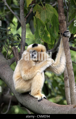 Black Crested Gibbon (Nomascus concolor) adult female, sitting on branch (captive) Stock Photo