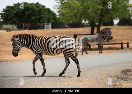 Zebras at the Ramat Gan Safari, officially known as the Zoological Center of Tel Aviv Ramat Gan in Israel Stock Photo