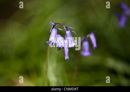 Close up of bluebells 'Hyacinthoides non-scriptus that blanket woodland floor, Wales, UK. Stock Photo