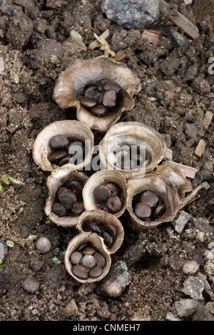 Field Bird's Nest Fungus Crucibulum laeve fruiting bodies 'splash cups' peridiole spore capsules adapted spore dispersal by Stock Photo
