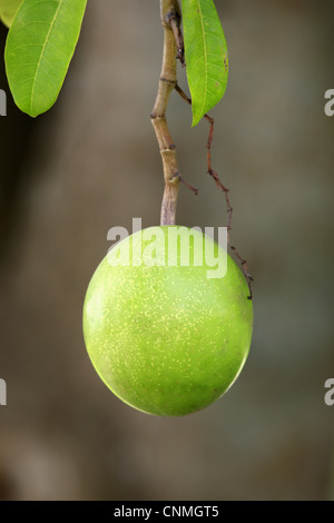 Pong-pong (Cerbera odollam) close-up of fruit, Kota Kinabalu, Sabah, Borneo, Malaysia Stock Photo