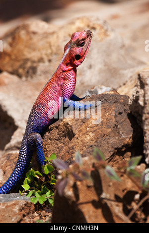 Common Agama, Red-headed Rock Agama, or Rainbow Agama (Agama agama) is a species of lizard from the Agamidae family Stock Photo