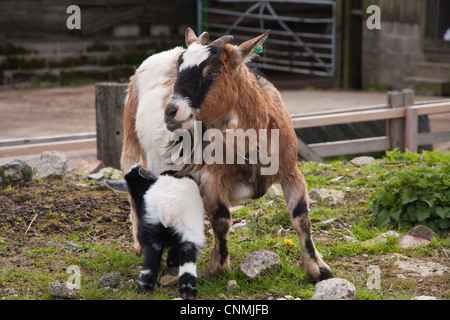 Pygmy goat feeding kid Stock Photo
