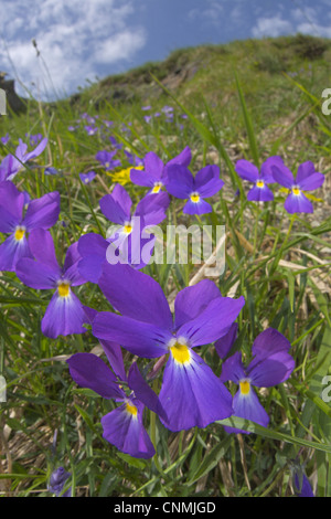 Bertoloni's Pansy (Viola bertolonii) flowering, growing in ophiolitic habitat, Northwestern Italy Stock Photo