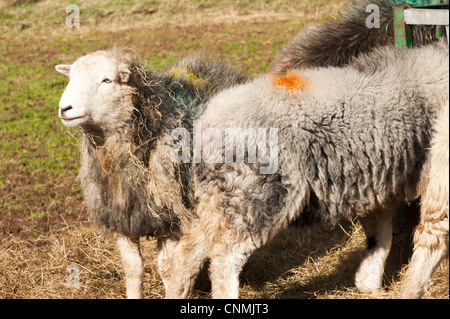 Rugged Herdwick Sheep on a Farm in the Lake District National Park Cumbria England United Kingdom UK Stock Photo