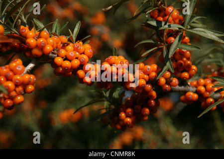 Common sea-buckthorn (Hippophae rhamnoides) growing in the south shore of Issyk Kul Lake, Kyrgyzstan. Stock Photo